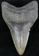 Serrated, Lower Megalodon Tooth - South Carolina #23734-1